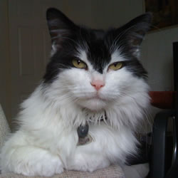 Shimintula's Revenge